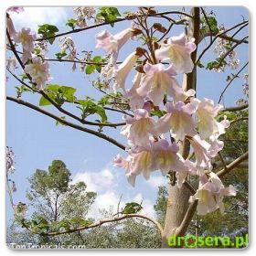 Cesarskie drzewo - paulownia puszysta (Paulownia tomentosa)